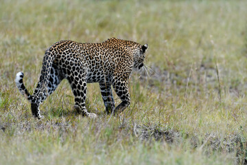Leopard on the ground