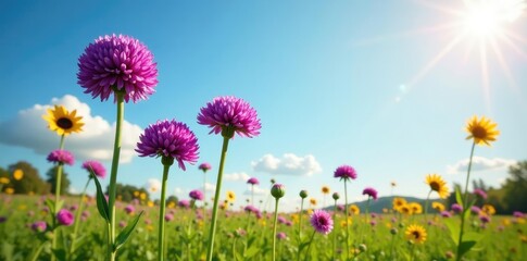 Tall purple alliums stretching towards the sky in a sunny meadow, blooming, sunflower