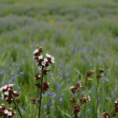 Blackthorn blossoms in the foreground with a blue-green grassy background, wildflowers, English countryside
