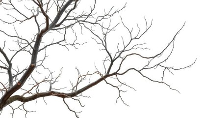 Bare, gnarled branches stark against pure white backdrop, detail, photography