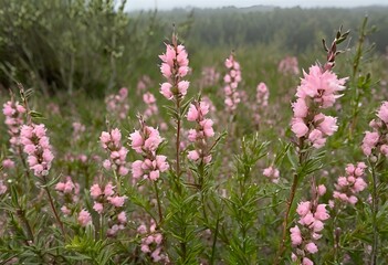 Obraz premium pink flowers in the hills