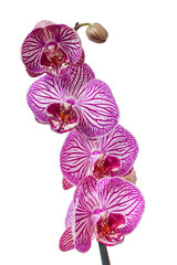 Storczyki. PNG. © Janusz Lipiński