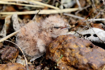 Little Nightjar baby in the nest