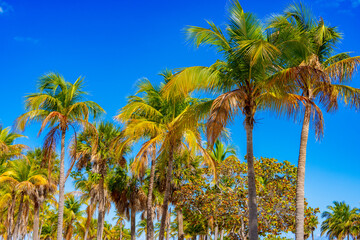Miami palm tree scene. Print photo. Stock image. 2025