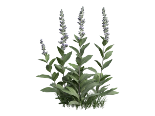 fresh sage