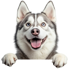 A cheerful Siberian Husky with striking blue eyes and a playful expression, leaning over a surface with its paws.