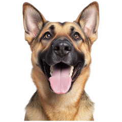A happy German Shepherd with a broad smile and alert expression.
