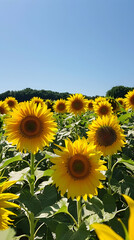 Obraz premium Vibrant Sunflower Field in Full Bloom Under a Clear Blue Sky, Demonstrating Natural Synchronization and Harmony