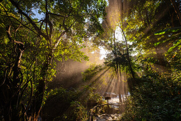 Golden sunlight streams through a dense forest canopy, casting dramatic rays over a misty trail....