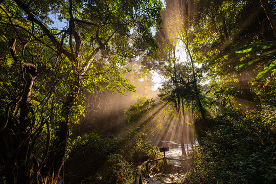 Golden sunlight streams through a dense forest canopy, casting dramatic rays over a misty trail. The tranquil scene captures the serene beauty of nature illuminated by warm light. - Powered by Adobe