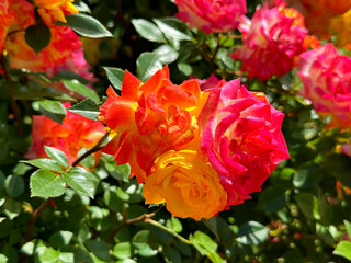 Bunch of roses red yellow pink blooms in garden.