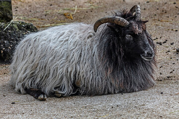 Heidschnucke sheep on the ground	