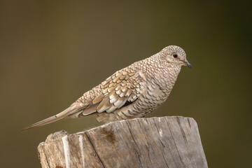 Scaled dove perched on a tree stump