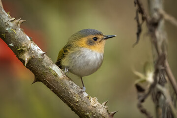 Ochre-faced tody-flycatcher perched on a branch