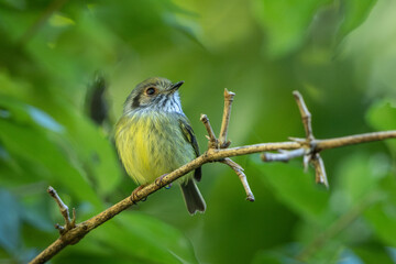 Eared pygmy-tyrant perched on a branch