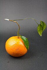 Fresh Orange Fruit with Branch and Leaves Minimalist Still Life leaf food ripe  