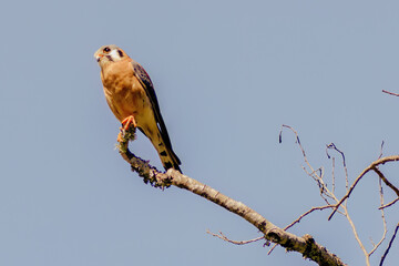 An American kestrel perched on a leafless alder branch against a clear blue sky, illuminated by the morning sun, in the eastern Andean mountains of central Colombia.