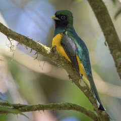 Southern black-throated trogon perched on a branch