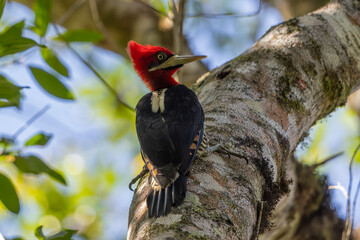 Robust Woodpecker perched in a tree