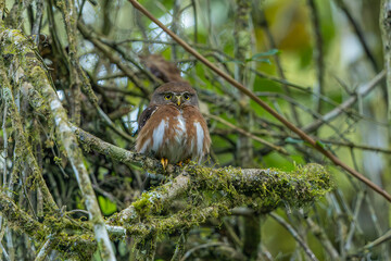 Least pygmy owl perched in a tree