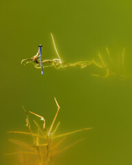 A common blue damselfly resting on a leaf of grass floating in a green water pond, in a farm in the eastern Andean mountains of central Colombia. © Mauricio Acosta