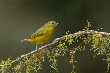 Violaceous euphonia perched on a branch