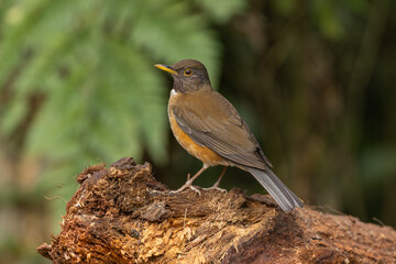 White-necked thrush perched on a log