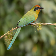 Rufous-capped motmot perched on a branch