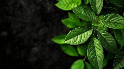 Emerald Foliage: A cluster of vibrant green leaves cascade gracefully against a contrasting dark backdrop, capturing the essence of organic growth and natural beauty. 