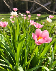 Obraz premium pink tulips in spring