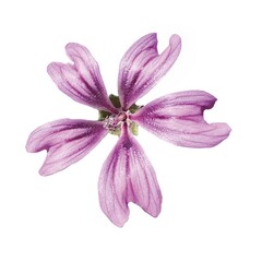 Fototapeta premium Common mallow Malva sylvestris purple flower isolated on white background. For design. Cheeses, high mallow and tall mallow (mauve des bois). Bright mauve-purple, with dark veins.