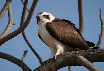 Fototapeta premium Osprey (Pandion haliaetus) – The Majestic Sea Hawk in Action