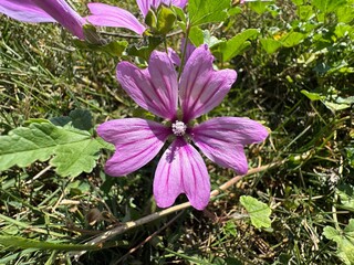 Common mallow Malva sylvestris leaves and purple flowers close up macro. Cheeses, high mallow and...