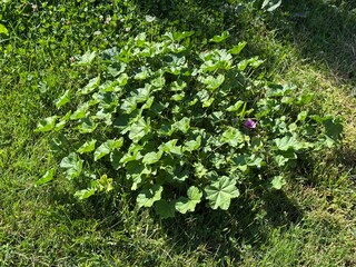 Common mallow Malva sylvestris leaves and purple flowers close up macro. Cheeses, high mallow and tall mallow (mauve des bois). A plant flowers of bright mauve-purple, with dark veins.
