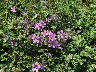 Fototapeta premium Common mallow Malva sylvestris leaves and purple flowers close up macro. Cheeses, high mallow and tall mallow (mauve des bois). A plant flowers of bright mauve-purple, with dark veins. 