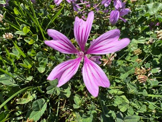 Common mallow Malva sylvestris leaves and purple flowers close up macro. Cheeses, high mallow and tall mallow (mauve des bois). A plant flowers of bright mauve-purple, with dark veins.  © Bediha Duru Öksüz