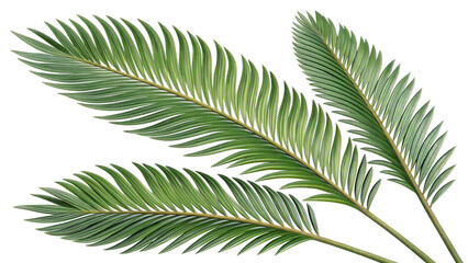 fern leaf isolated on white
