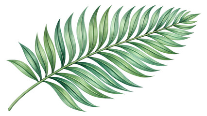 fern leaf isolated on white background