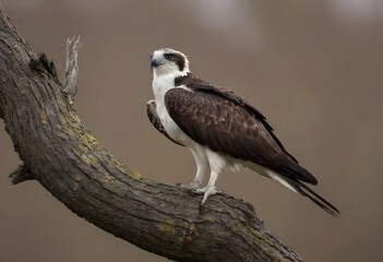 Fototapeta premium Osprey (Pandion haliaetus) – The Majestic Sea Hawk in Action
