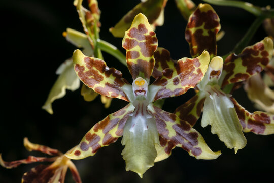 Sanbar Giant orchid-Cattleya tigrina