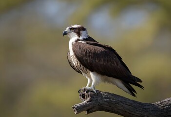 Fototapeta premium Osprey (Pandion haliaetus) – The Majestic Sea Hawk in Action