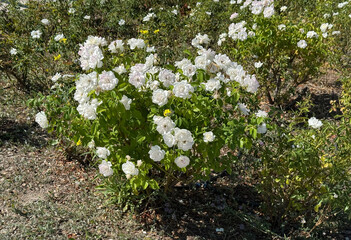 Rosa 'Climbing Iceberg' rose in the garden. Stunning white rose called Iceberg, a floribunda. Close-up. White roses symbolize purity and innocence. Hybrid tea rose. Selective focus.
