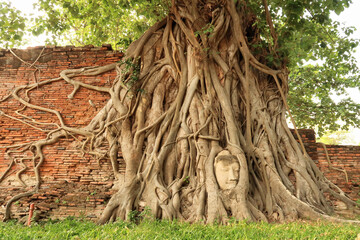The famous buddha head at the Wat Mahathat Temple, held by the long roots, branches of a giant...