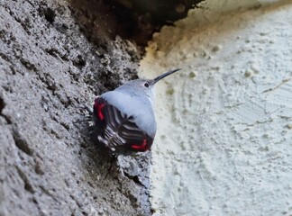 Mauerläufer (Tichodroma muraria) Weibchen in Salzburg