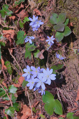 Hepatica nobilis (synonym: Anemone hepatica ). It is commonly known as hepatica, liverwort, kidneywort, pennywort.