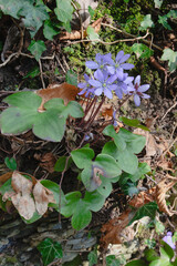 Hepatica nobilis (synonym: Anemone hepatica ). It is commonly known as hepatica, liverwort, kidneywort, pennywort.