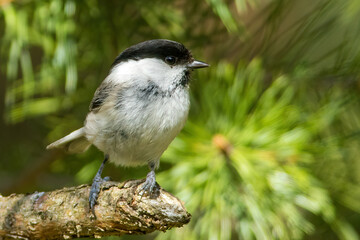 The willow tit (Poecile montanus)