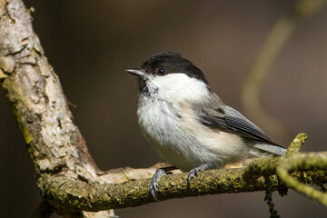 The willow tit (Poecile montanus)