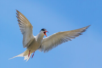 The common tern (Sterna hirundo)