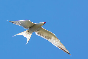 The common tern (Sterna hirundo)